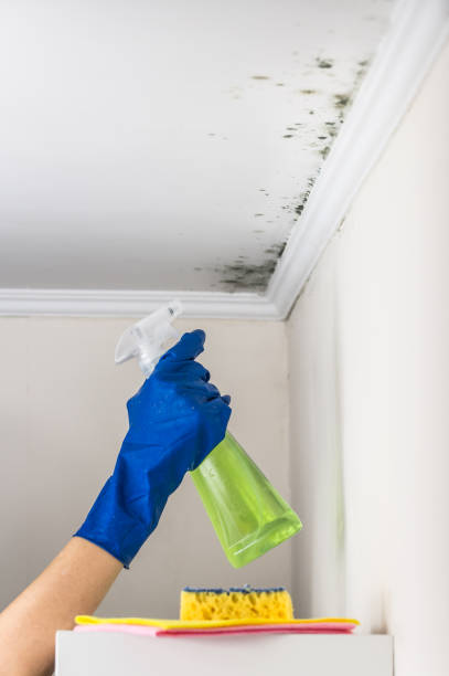 Best Black Mold Removal  in Oak Grove, VA